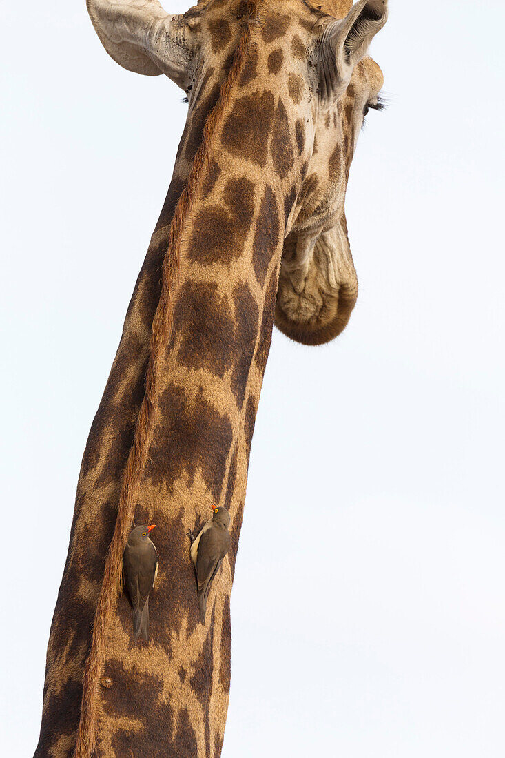 Giraffe (Giraffa camelopardalis) mit redbilled oxpeckers (Buphagus erythrorhynchus), Krüger Nationalpark, Südafrika, Afrika