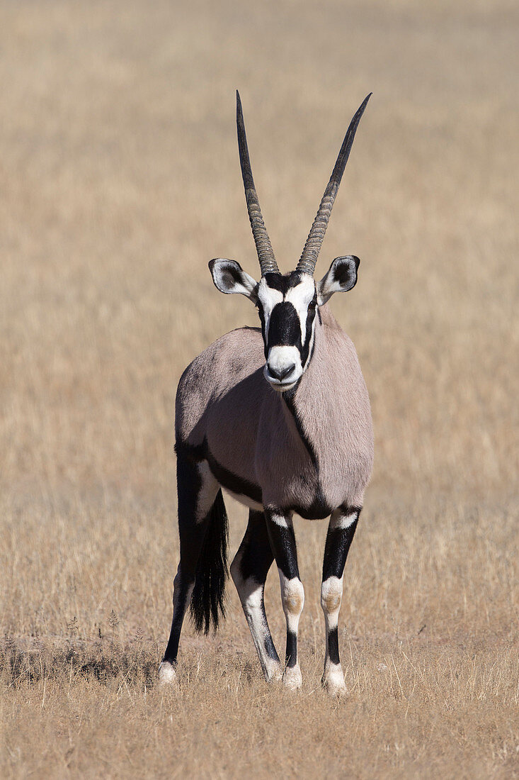 Gemsbok (Oryx gazella), Kgalagadi Transfrontier Park, Südafrika, Afrika