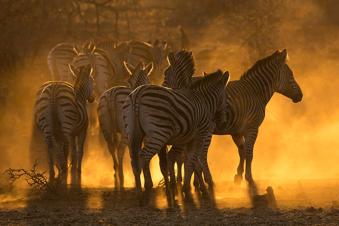Plains zebra (Equus quagga), Zimanga private game reserve, KwaZulu-Natal, South Africa, Africa