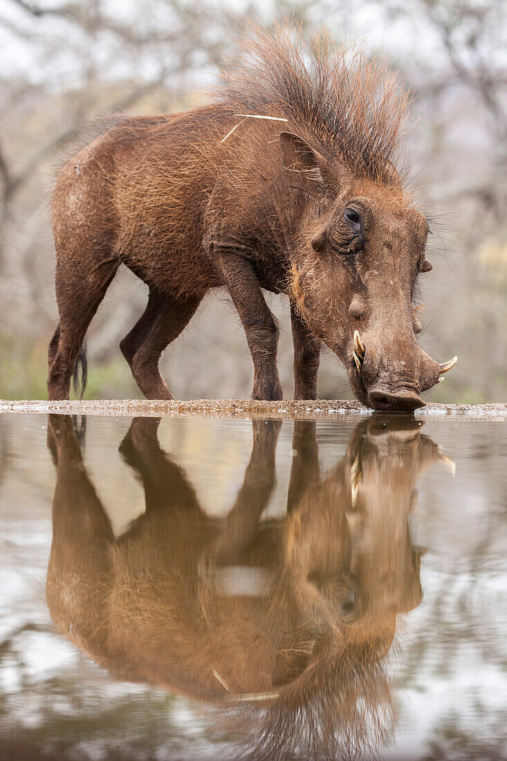Warthog male (Phacochoerus africanus) drinking, Zimanga game reserve, KwaZulu-Natal, South Africa, Africa