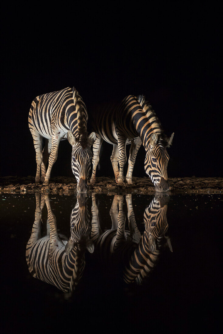 Plains Zebra (Equus quagga) trinken in der Nacht, Zimanga private Wildschutzgebiet, KwaZulu-Natal, Südafrika, Afrika