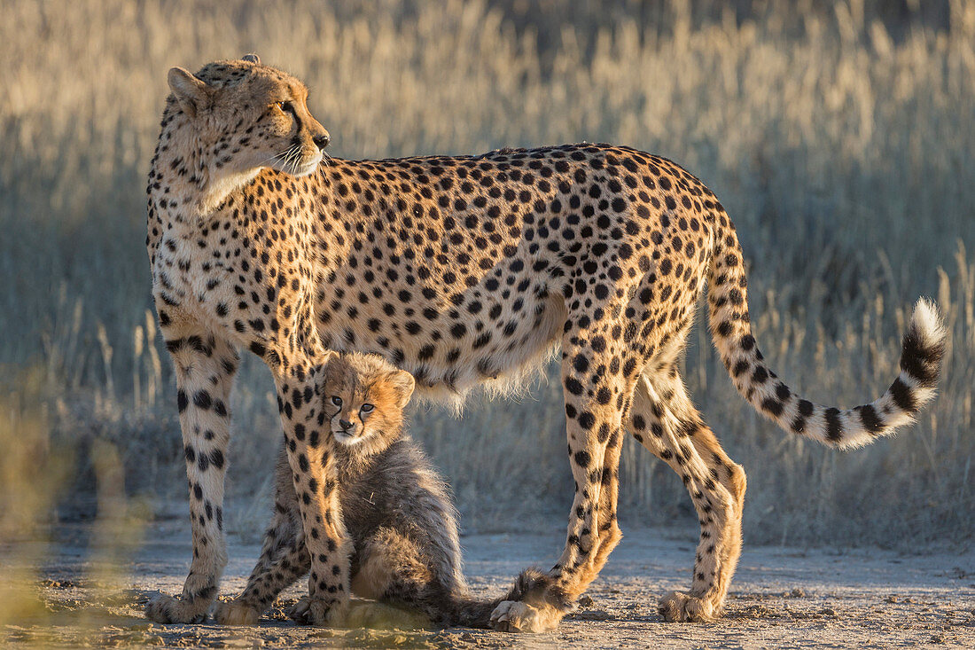 Cheetah (Acinonyx jubatus) with cub, Kgalagadi Transfrontier Park, Northern Cape, South Africa, Africa