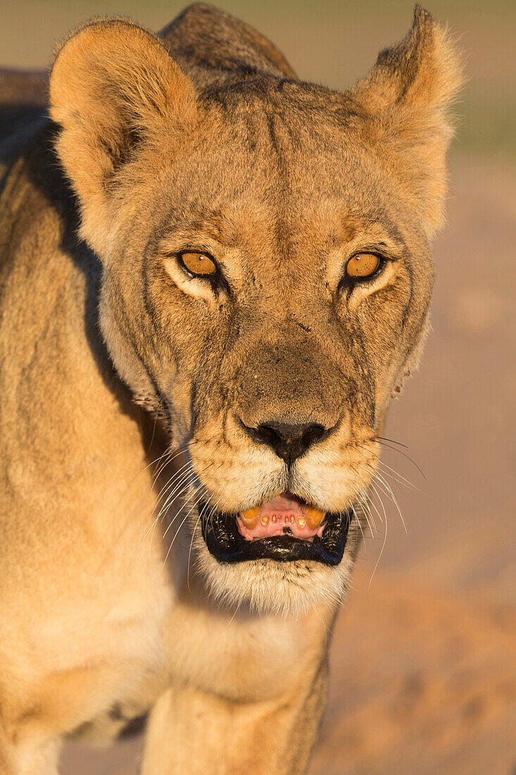 Löwin (Panthera Leo) in der Kalahari, Kgalagadi Transfrontier Park, Nordkap, Südafrika, Afrika