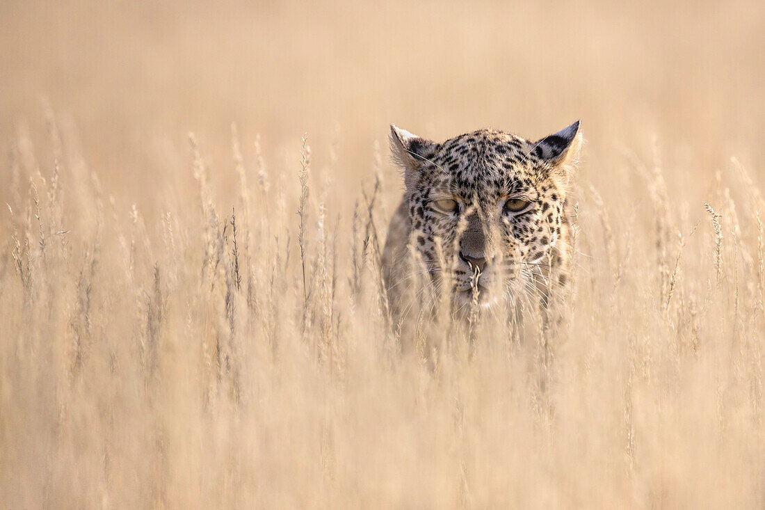 Leopard weiblich (Panthera pardus), Kgalagadi Transfrontier Park, Südafrika, Afrika