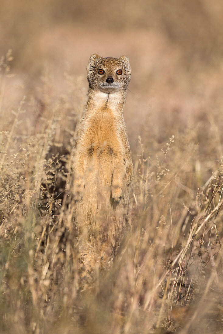 Gelber Mungo (Cynictis penicillata), Kgalagadi Transfrontier Park, Südafrika, Afrika