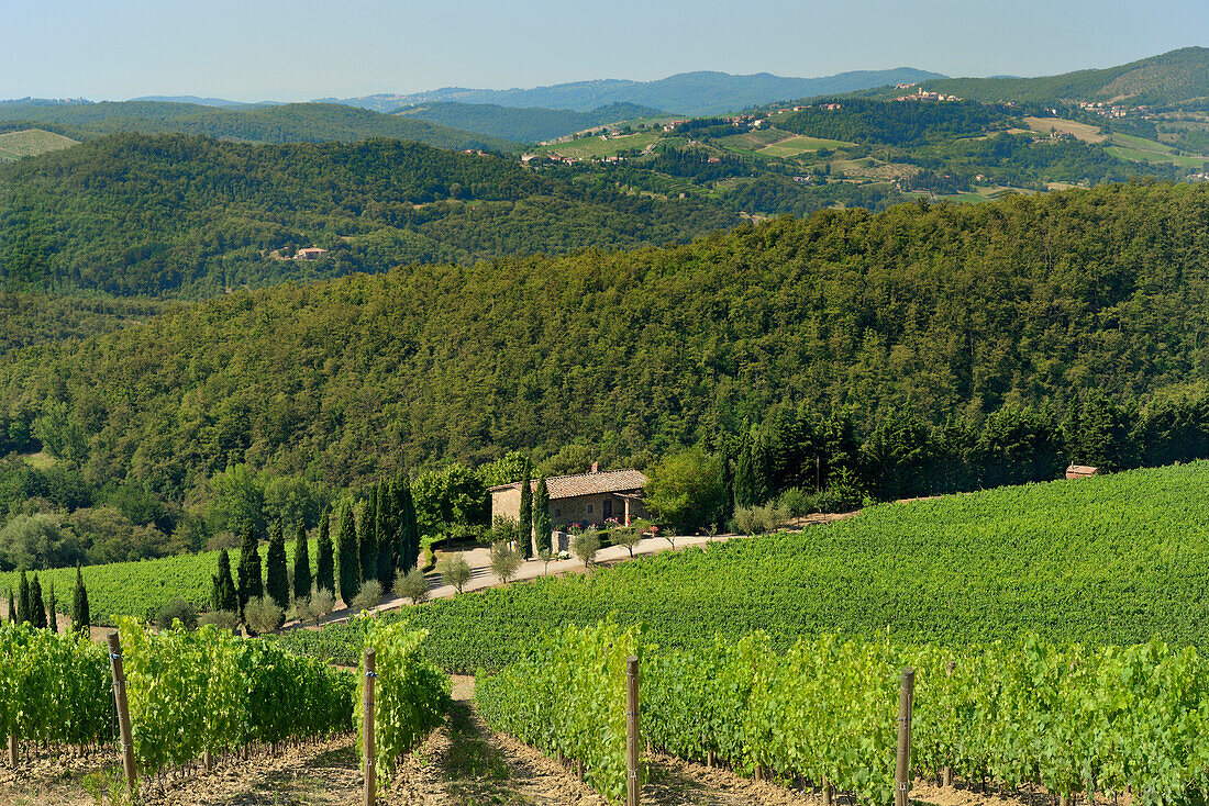 Vineyard and olive grove, Pian D'Albola, Radda in Chianti, Siena Province, Tuscany, Italy, Europe