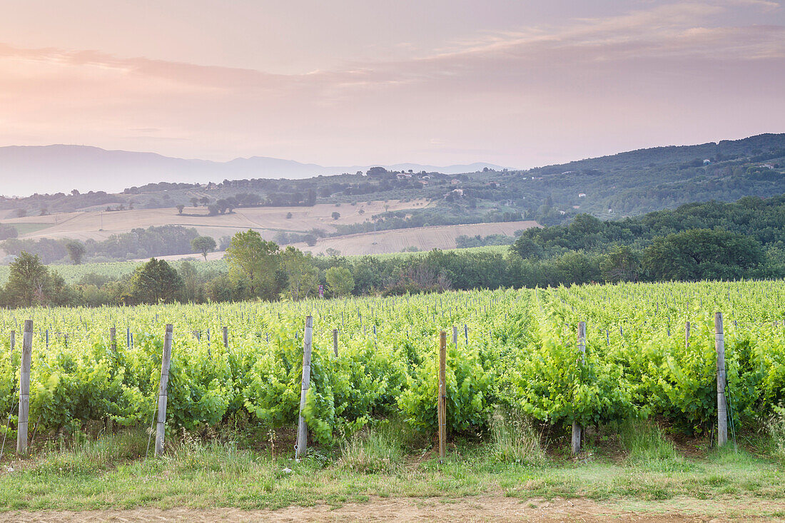 Vineyards near to Montefalco, Umbria, Italy, Europe