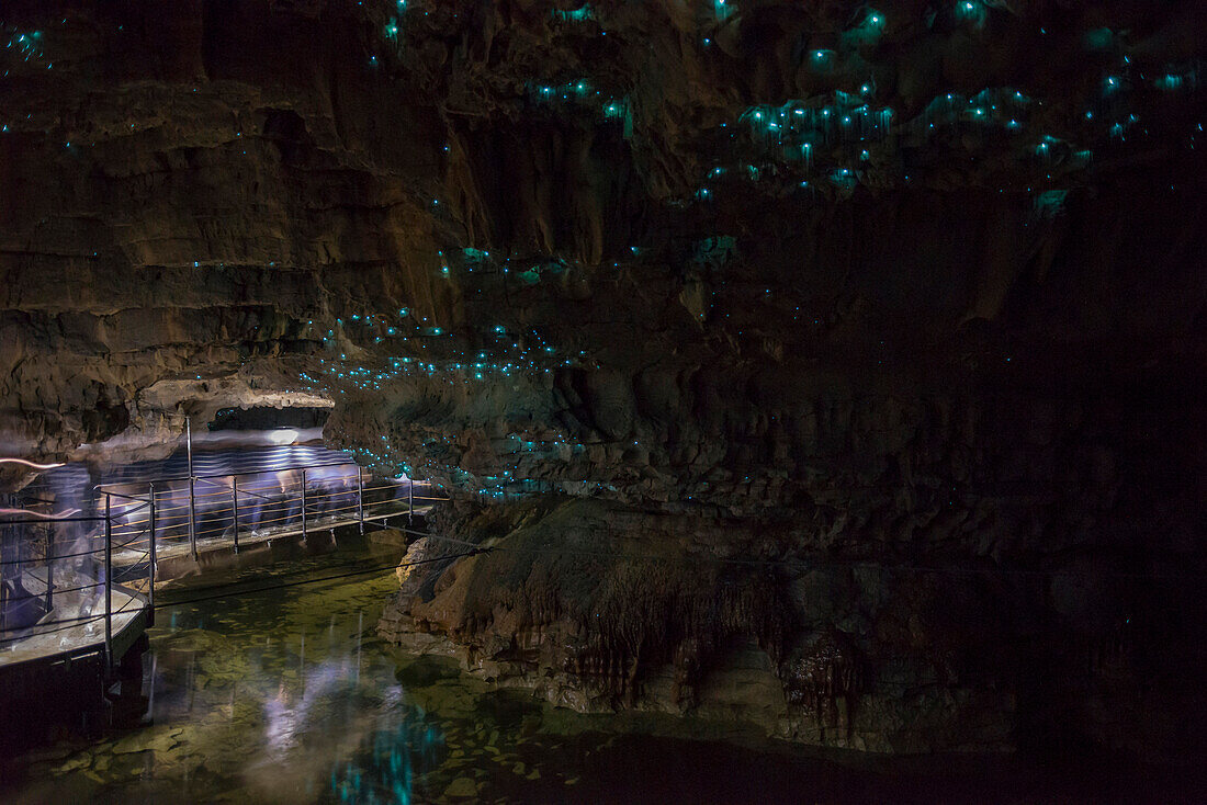 Glow Würmer in Waitomo Höhlen, Waikato Region, Nordinsel, Neuseeland, Pazifik