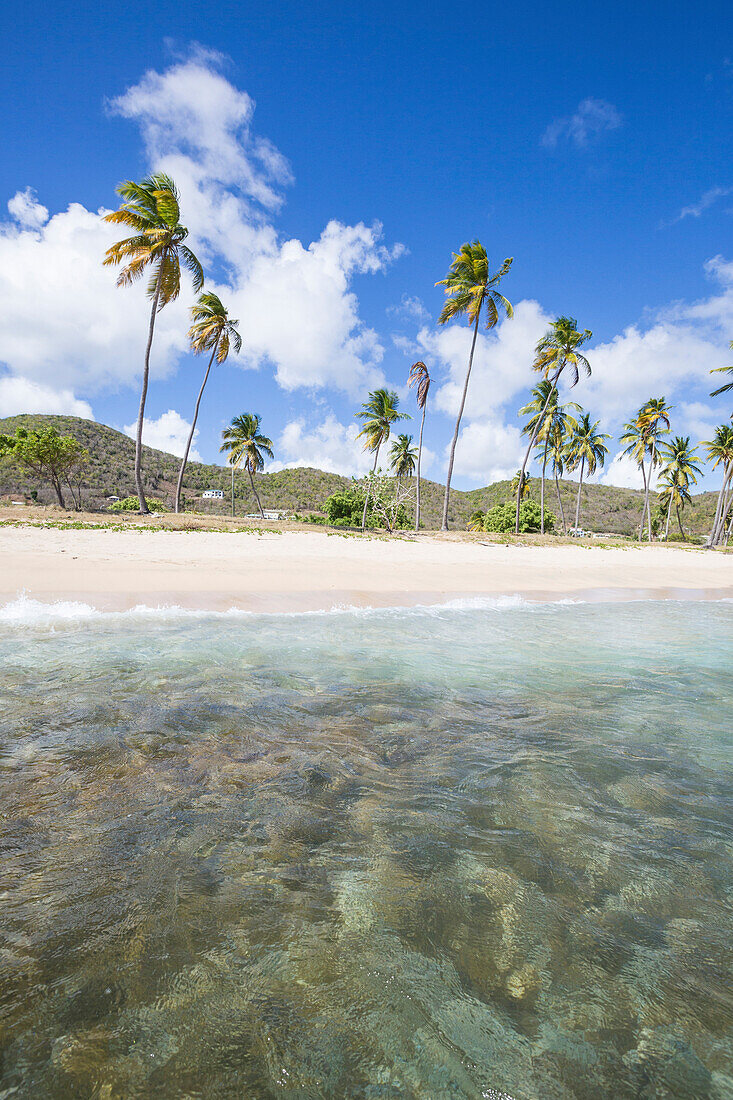 Sandstrand umgeben von Palmen und dem Karibischen Meer, Morris Bay, Antigua und Barbudas, Leeward Inseln, Westindische Inseln, Karibik, Mittelamerika