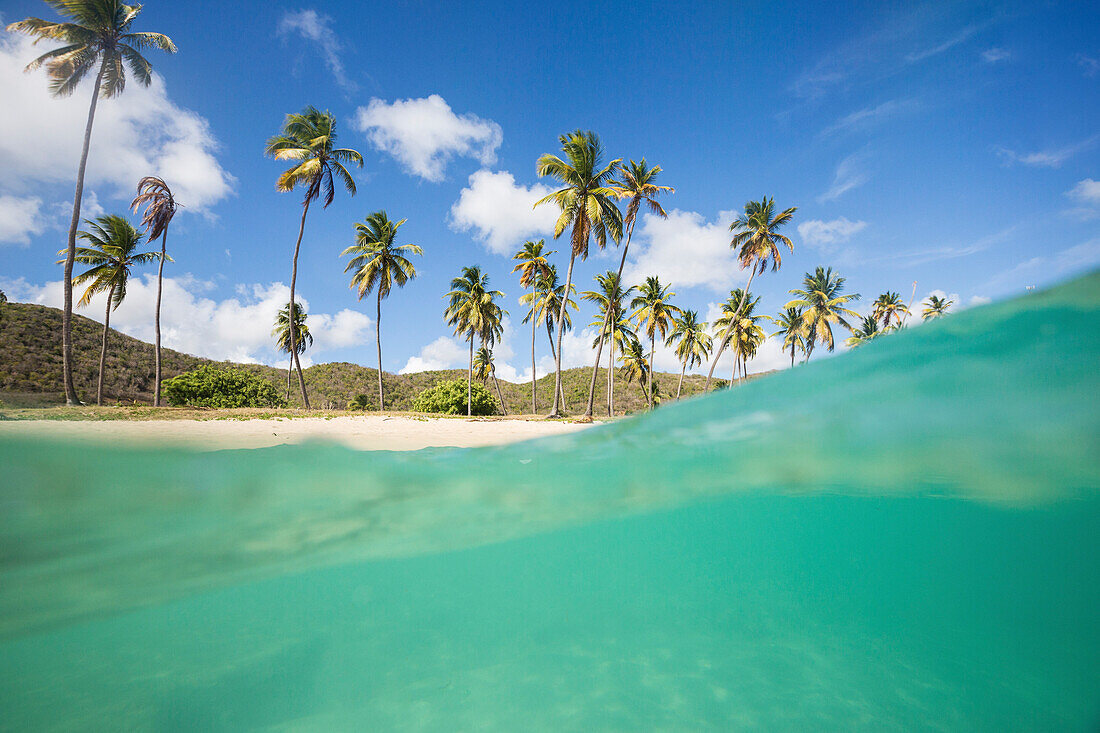 Unterwasser-Blick auf den Sandstrand umgeben von Palmen, Morris Bay, Antigua, Antigua und Barbuda, Leeward Island, Westindische Inseln, Karibik, Mittelamerika