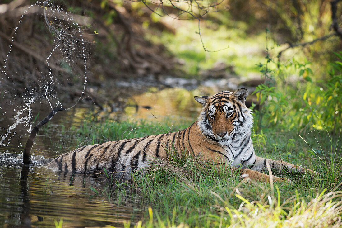 Bengal-Tiger, Nationalpark Ranthambhore, Rajasthan, Indien, Asien