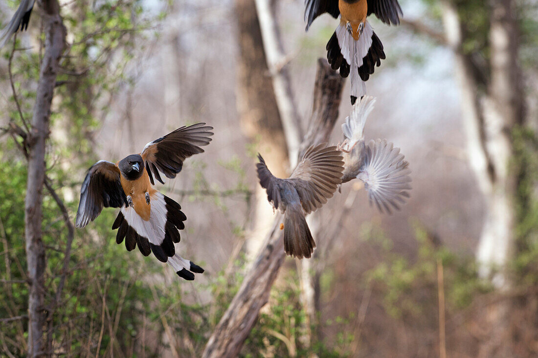 Indischer Baumkuchen, Ranthambhore Nationalpark, Rajasthan, Indien, Asien