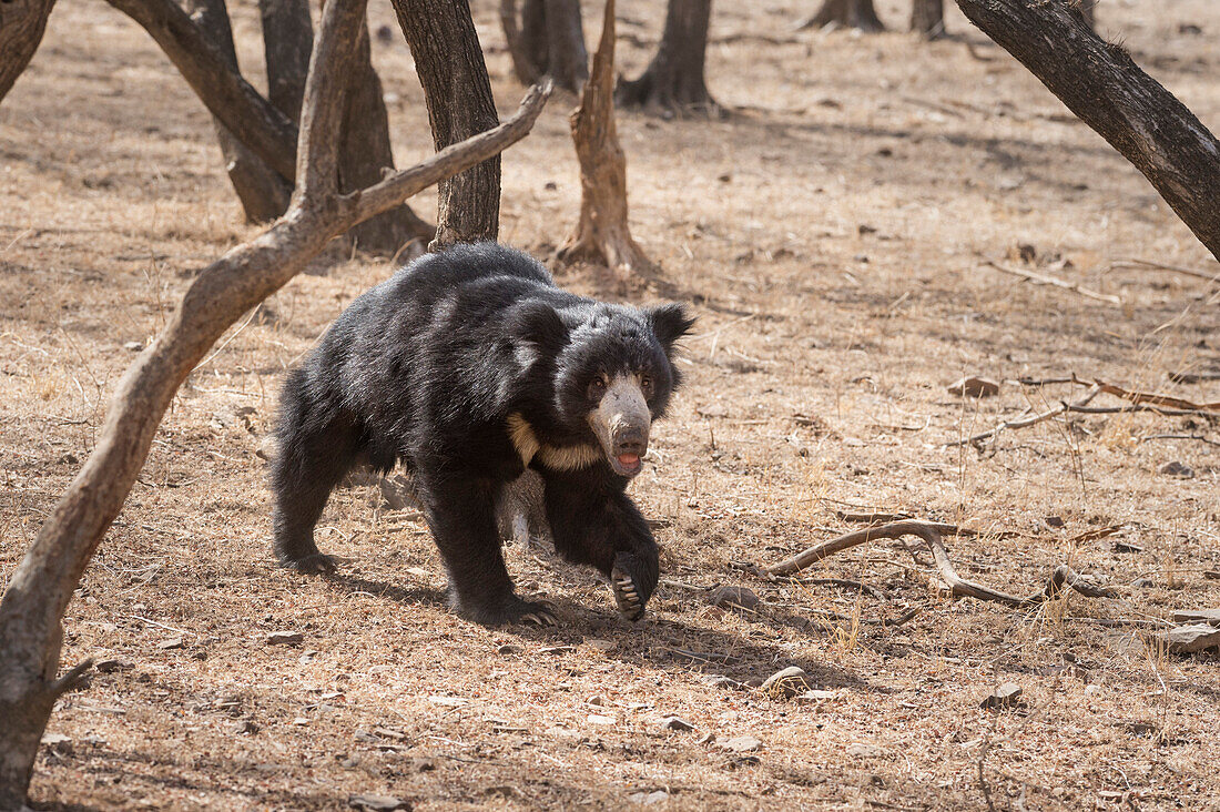 Faultier Bär, Ranthambhore Nationalpark, Rajasthan, Indien, Asien