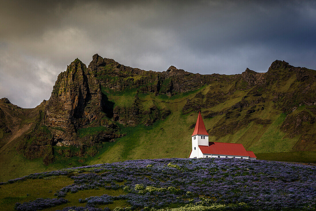 Vik church and lupine flowers, South Region, Iceland, Polar Regions