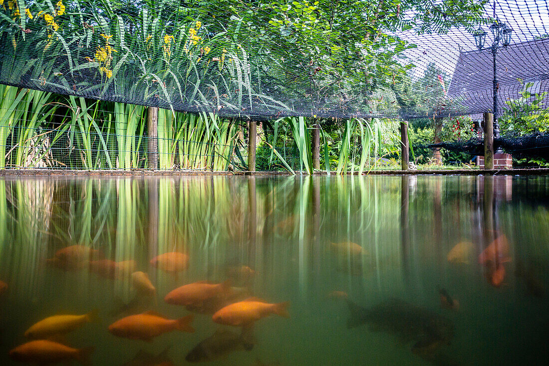 Fish pond in the garden with goldfish, Spreewald, Summer, Oberspreewald, Brandenburg, Germany