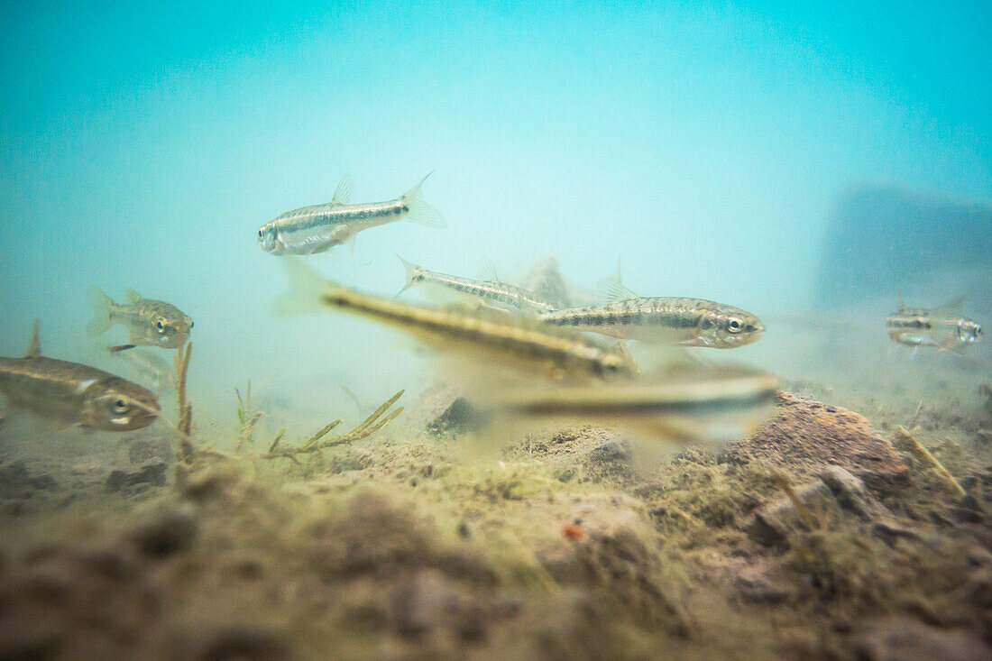 Fische im Rappensee, Unterwasser, Alpen, Bergsee, Wanderwege, Oberallgäu, Oberstdorf, Deutschland