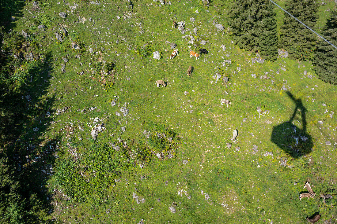 Cows grazing in a meadow, Cultural landscape, shadow of a Gondel, Summer, Oberallgaeu, Fellhornbahn, Bavaria, Germany