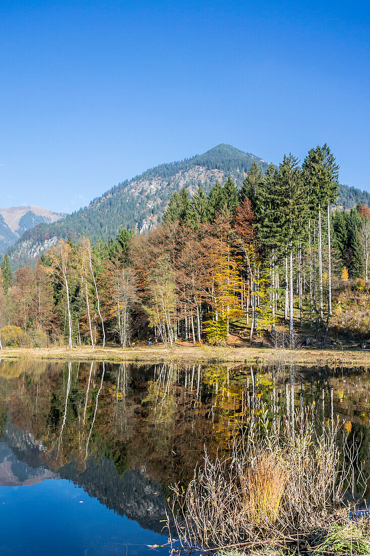 Moor lake with water reflection in Autumn, Alps, Nebelhorn, Allgaeu, Oberallgaeu, Oberstdorf, Germany