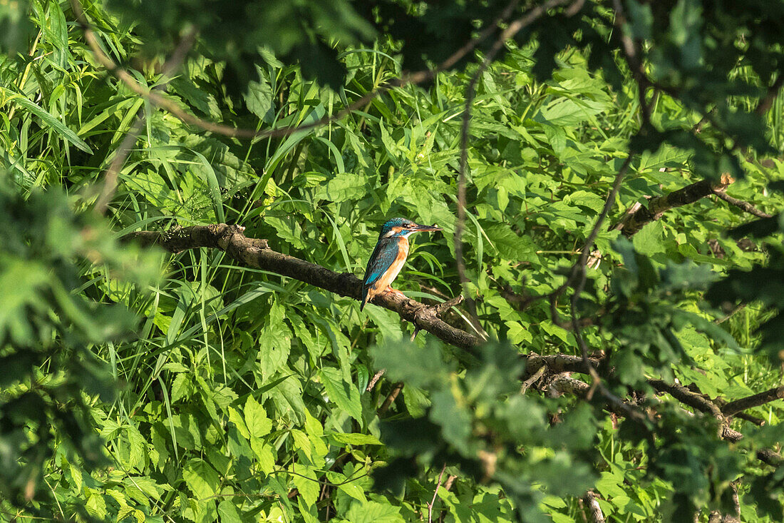 Kingfisher sitting on a branch, Spreewald, Biosphere Reserve, Summer, Cultural Landscape, Brandenburg, Germany