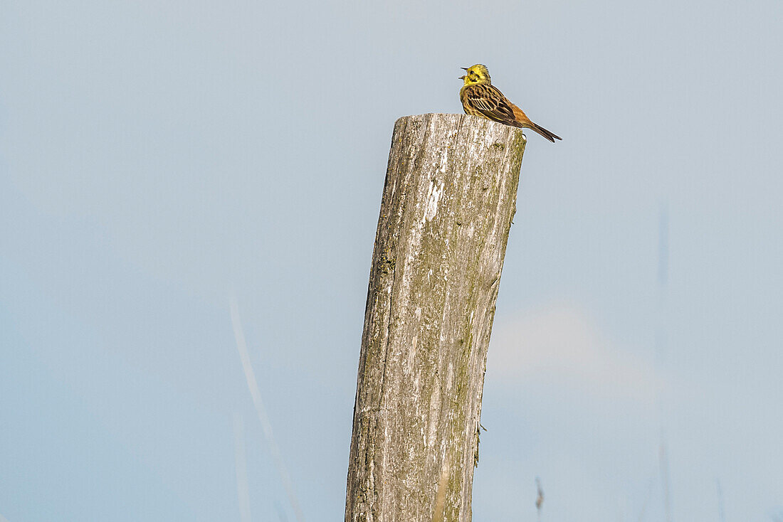Bird sitting on a post, Biosphere Reserve, Summer, Cultural Landscape, Spreewald, Brandenburg, Germany