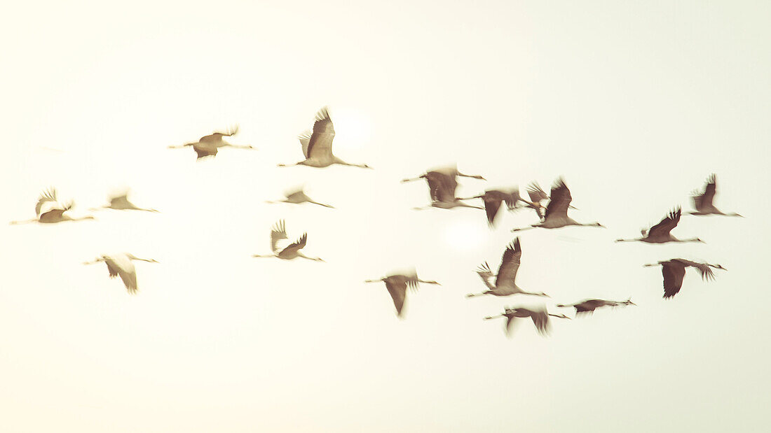Wild birds, cranes landing in a field, flight study, bird migration, Autumn day, Fehrbellin, Linum, Brandenburg, Germany