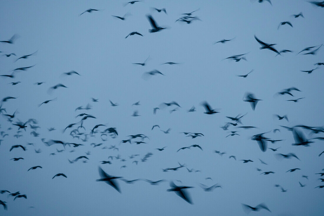 Wild Geese, Gray Geese in the morning, Flight Study, Abstract, Autumn, Fehrbellin, Linum, Brandenburg, Germany