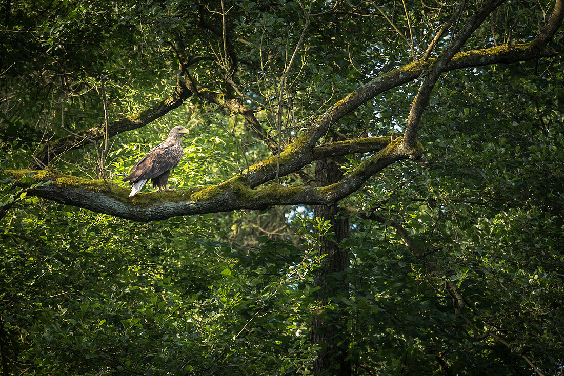 White-tailed eagle, bird of prey, biosphere reserve, summer, cultural landscape, Spreewald Brandenburg, Germany
