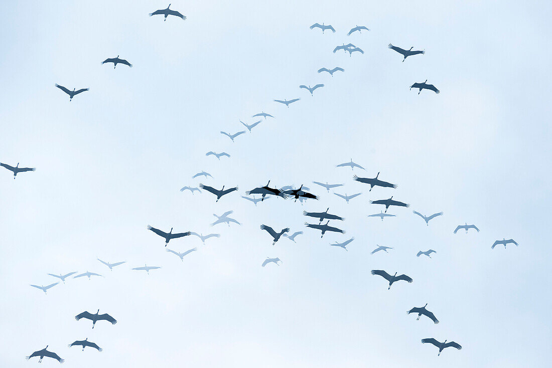 Cranes flying, Double Exposure, flight study, bird migration, grus grus, autumn, stork village, Fehrbellin, Linum, Storchendorf, Brandenburg, Germany