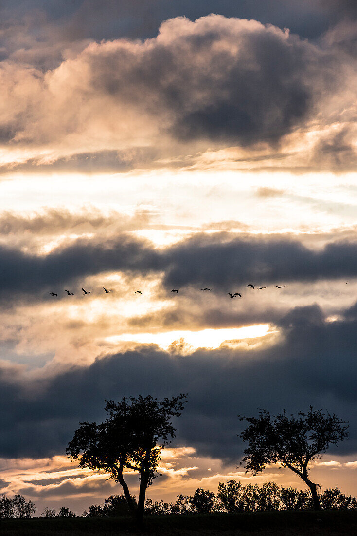 Silhouette of cranes flying over a field, flight study, bird migration, grus grus, autumn, stork village, Fehrbellin, Linum, Storchendorf, Brandenburg, Germany