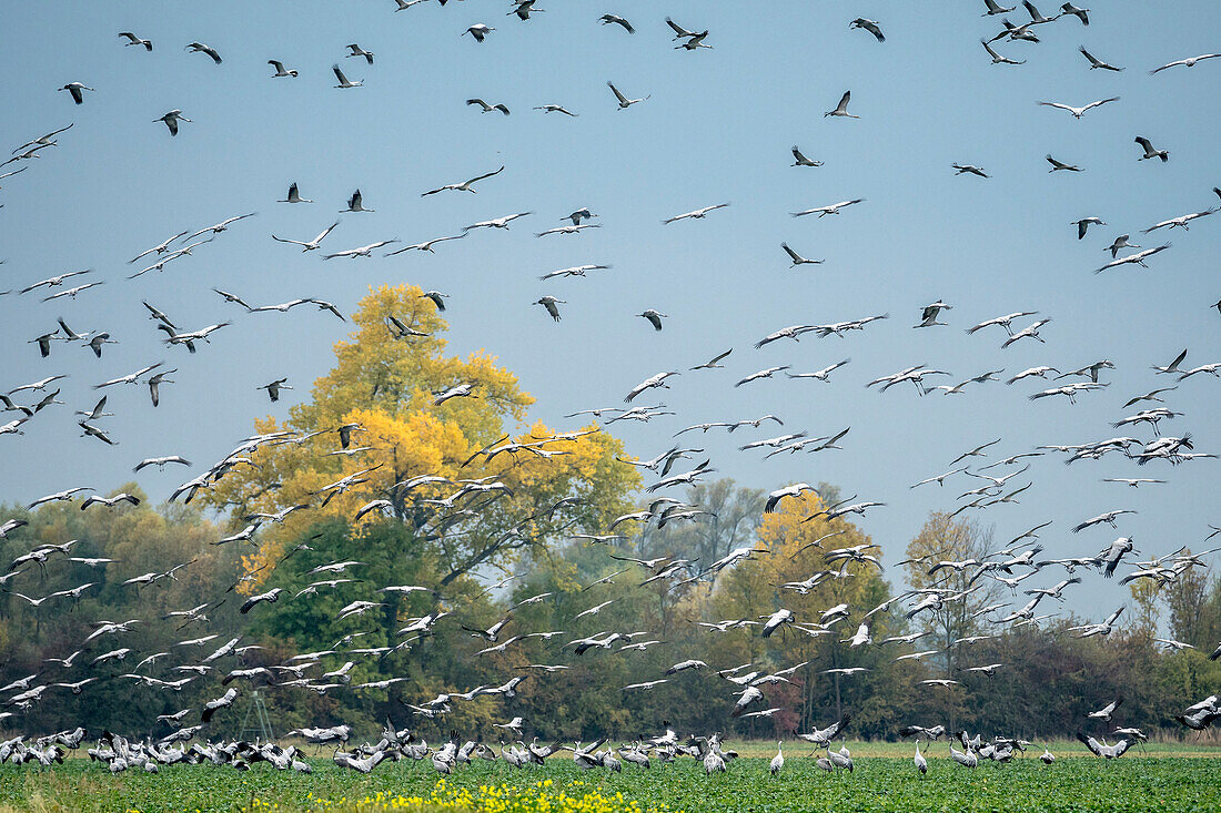 Cranes landing in a field, flight study, bird migration, Autumn, Brandenburg, Fehrbellin, Linum, Brandenburg, Germany