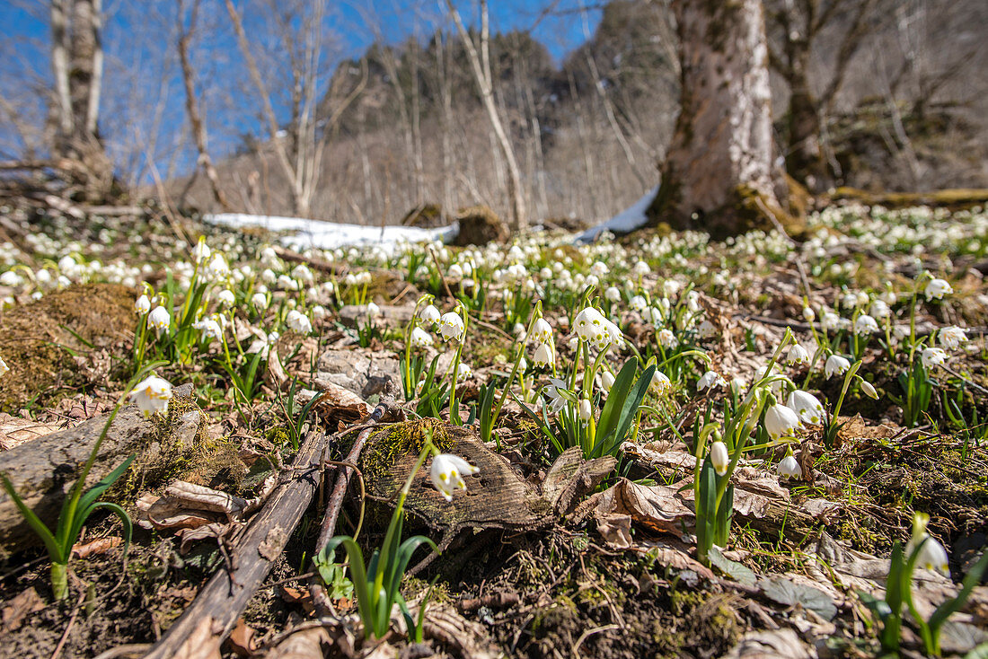 Schneeglöckchen im Frühjahr, Berglandschaft, Oberallgäu, Schnee, Allgäu, Oberallgäu, Spielmannsau, Oberstdorf, Deutschland