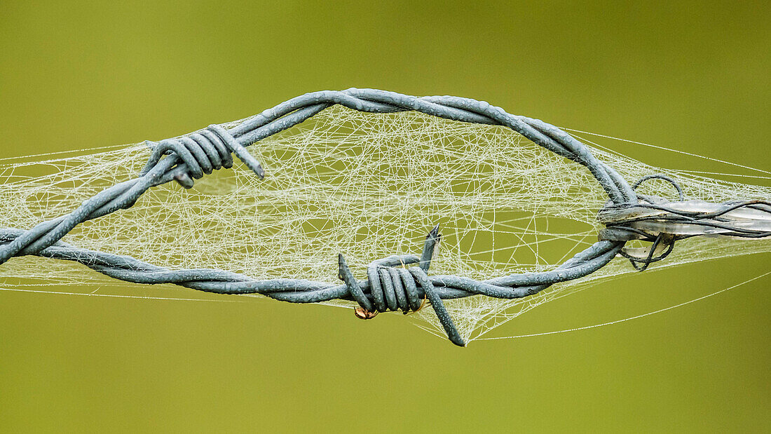 Barbed wire with spider's web at dawn, Fehrbellin, Linum, Brandenburg, Germany