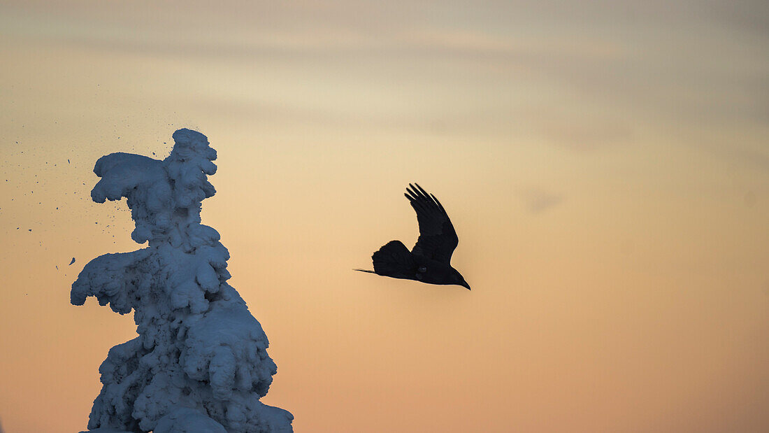 Silhouette of a raven at sunset, Winter landscape, Harz, Brocken, Schierke, Harz national park, Saxony, Germany