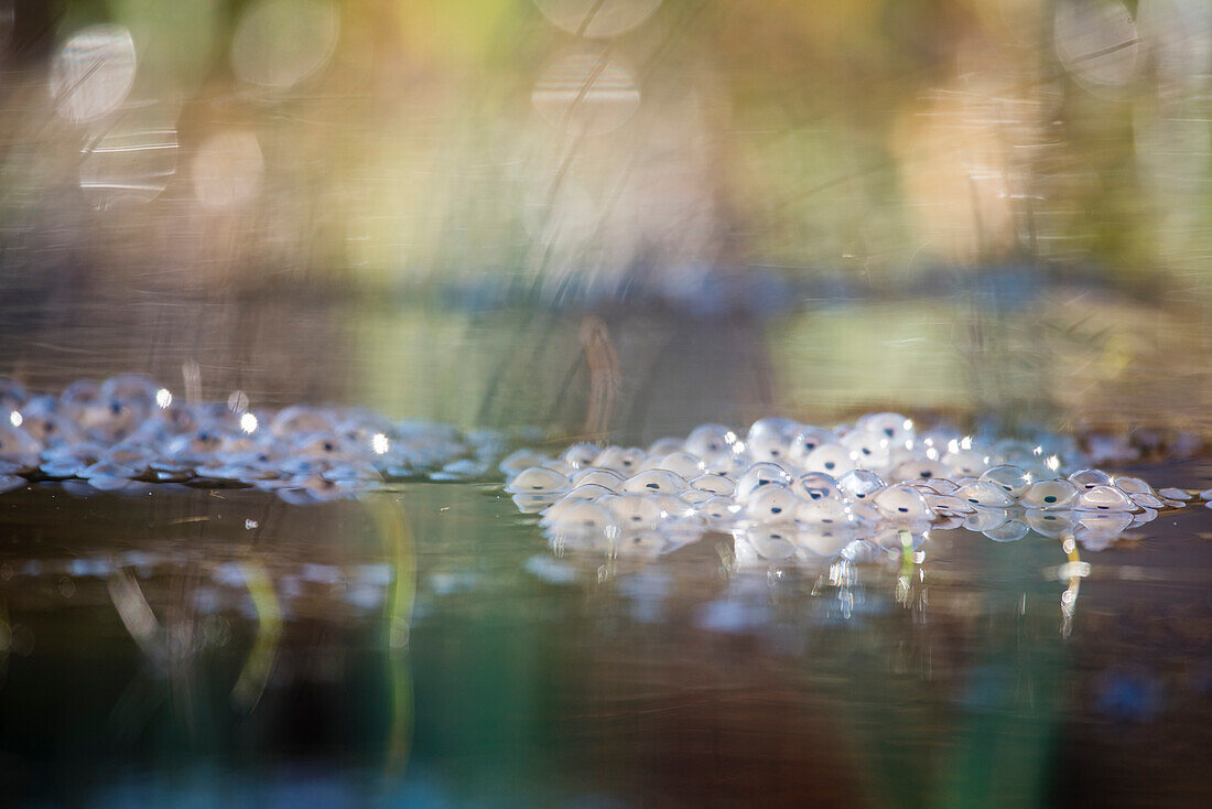 Froschlaich in einem gefrorenen Wasserpfütze, Moorfrosch, Moorweiher, Frösche, Oberallgäu, Allgäu, Oberstdorf, Deutschland