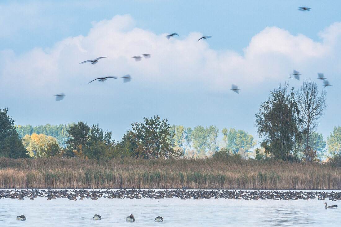 Graugänse landen auf dem Wasser, Wildgänse, Flugstudie, Morgenstunde, Blaue Stunde, Vogelzug, Fehrbellin, Linum, Brandenburg, Deutschland