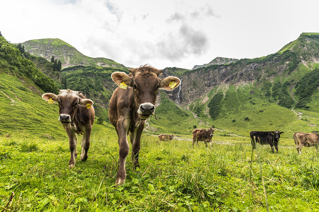 Kühe auf der Weide, Berge, Alpen, Oytal, Wanderweg, Käseralpe, Oberallgäu, Oberstdorf, Deutschland