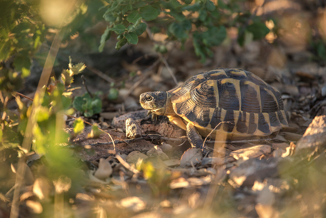 Landschildkröte in der Abendsonne, Natürliches Habitat, Kork Wald, Korkbaum, Schluchten von Blavet, Côte d’Azur, Schlucht von Blavet, Frankreich