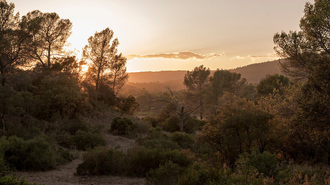 Forest in evening sun, cork forest, summer, holiday, Gorges du Blavet, French Riviera, Cote d'Azur, France