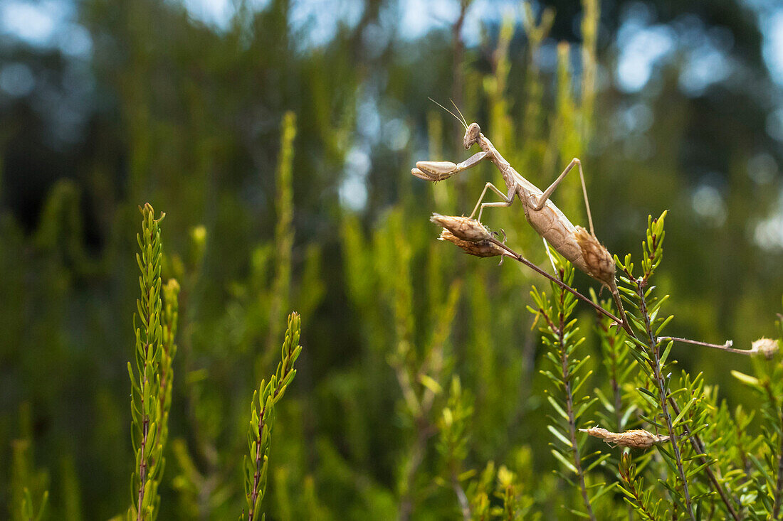 Praying Mantis on a rosemary bush, Herbs, Natural Habitat, Forest, Gorges du Blavet, Cote d'Azur, France