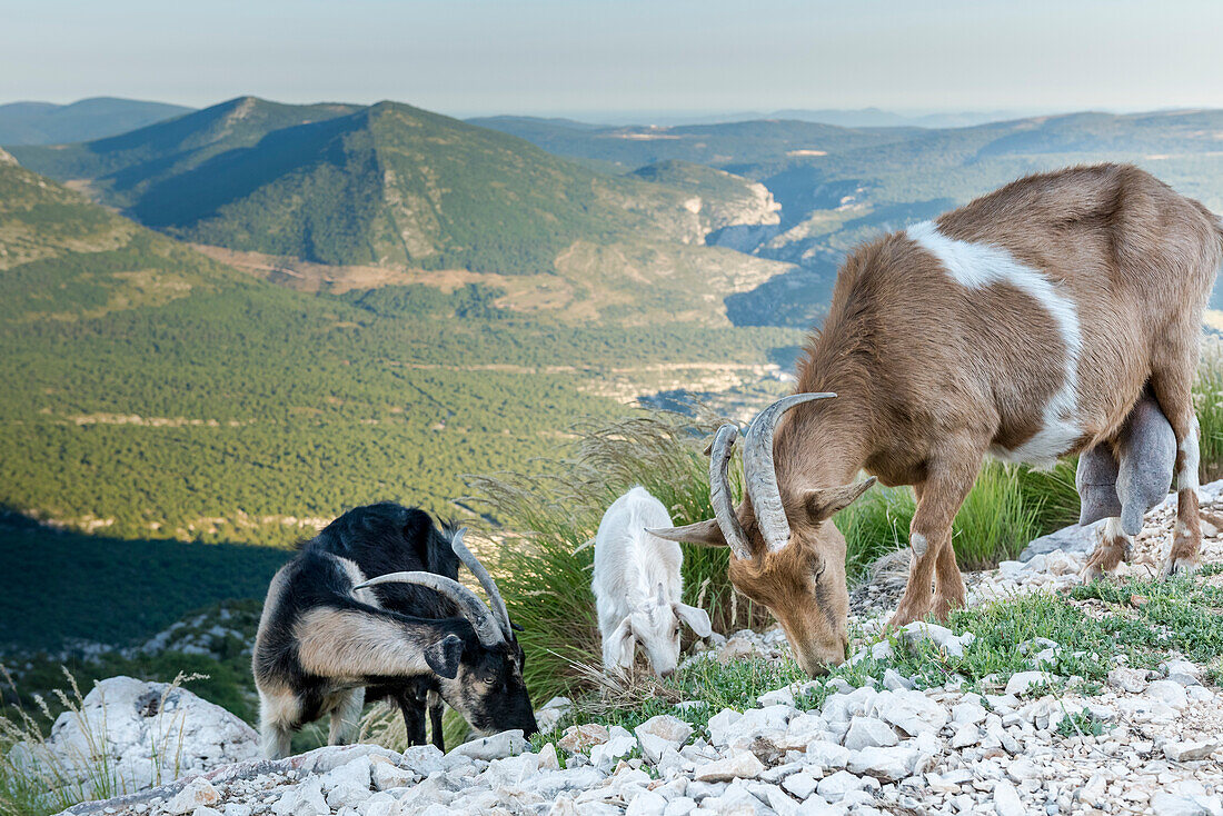 Wild Goats on rocks, Verdon Gorge, Route des Cretes, Vosges, Provence-Alpes-Cote d'Azur, France