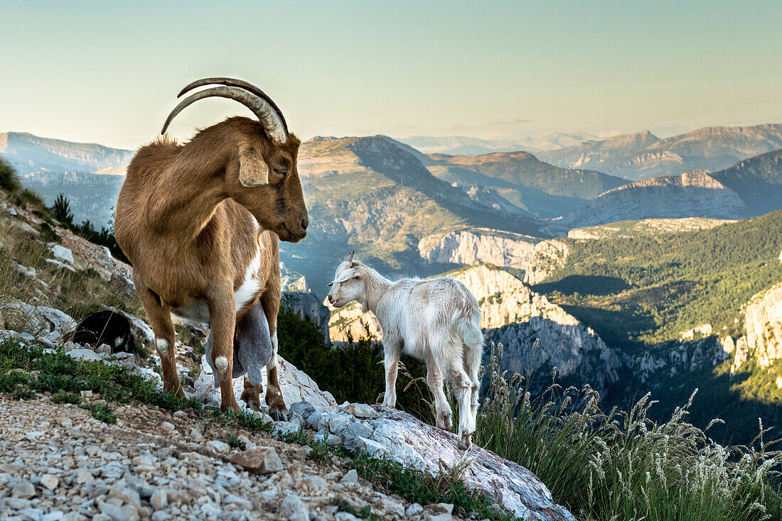 Wild Goats on rocks, Verdon Gorge, Route des Cretes, Vosges, Provence-Alpes-Cote d'Azur, France