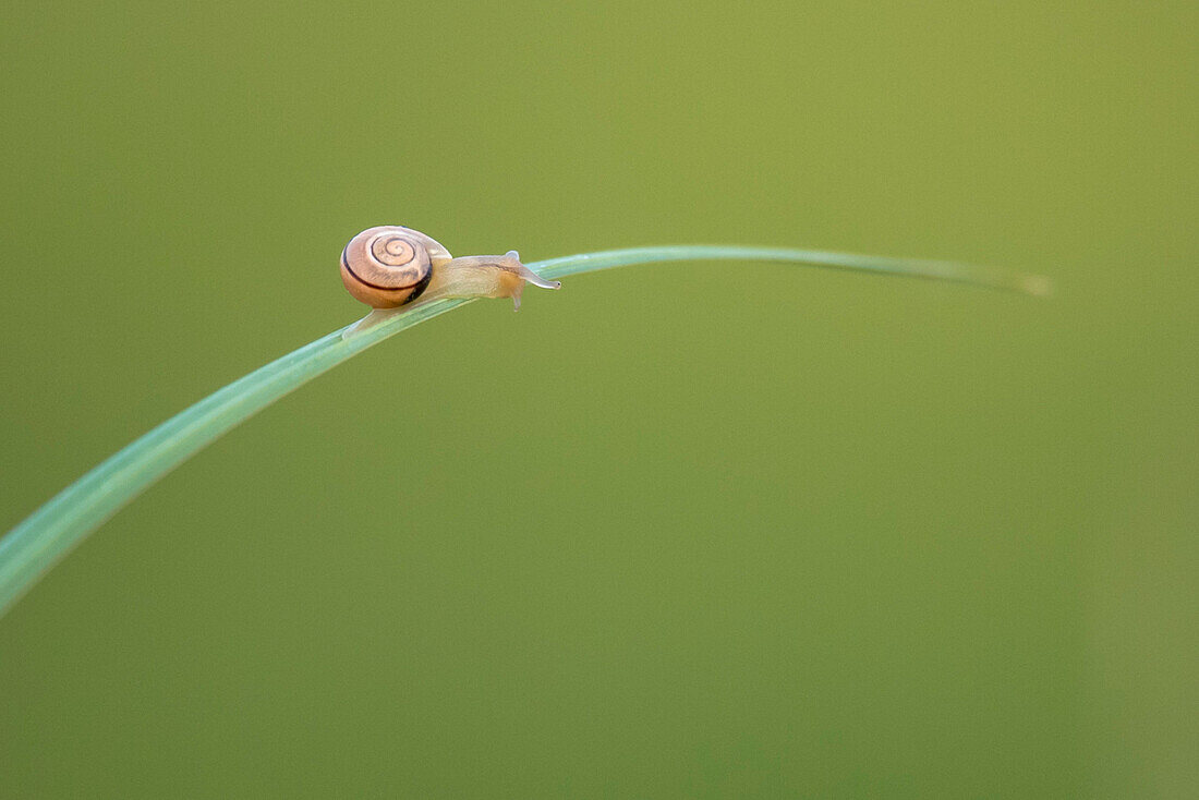 Snail on a blade of grass, Spreewald, Biosphere Reserve, Brandenburg, Germany