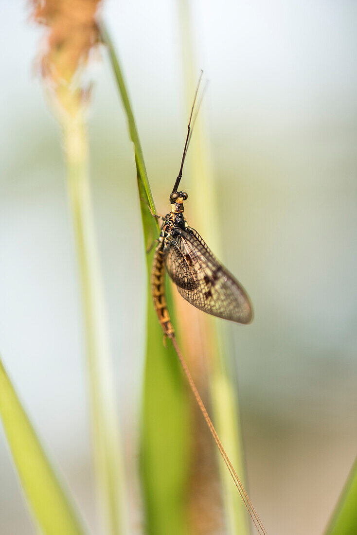 Fliege, Biosphärenreservat, Sommer, Kulturlandschaft, Spreewald, Brandenburg, Deutschland