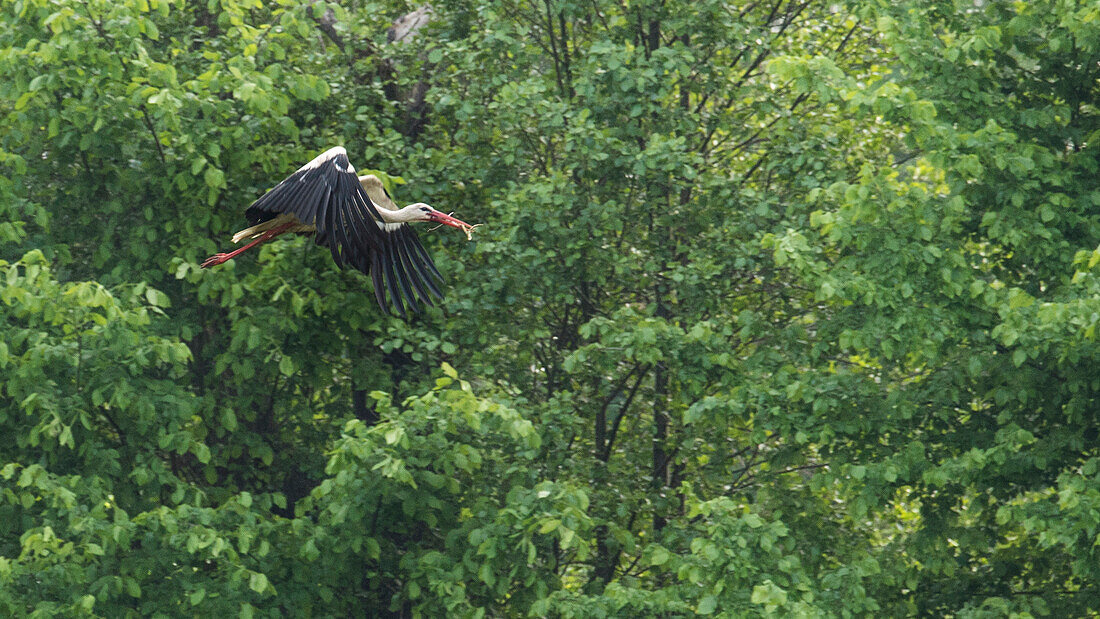 Weißstorch sucht Nistmaterial, Storch, Brutzeit, Flugstudie, Brandenburg, Deutschland