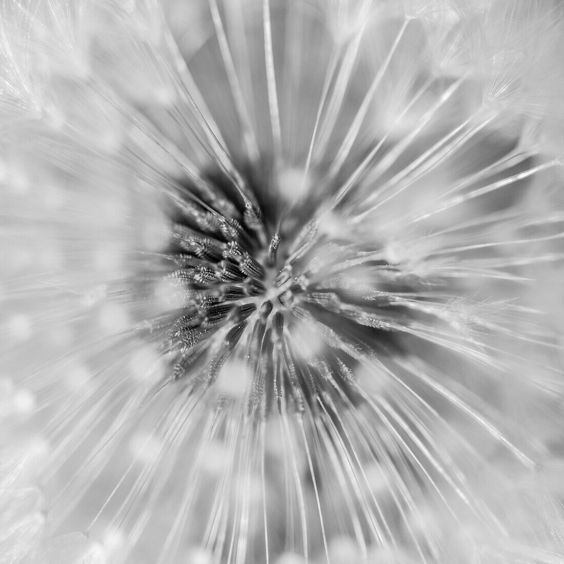 Close up of of a dandelion, Seed, Puff clock, Brandenburg, Germany