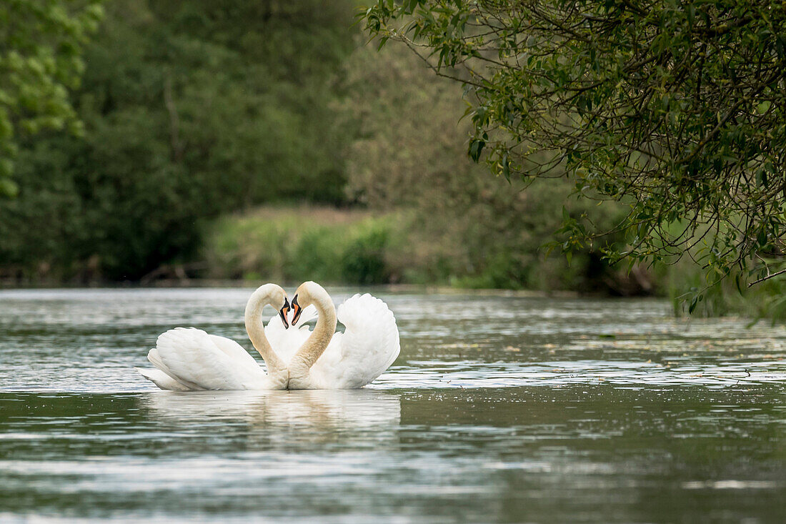 Swans during the mating season, heart, biosphere reserve, cultural landscape, Spreewald, Brandenburg, Germany