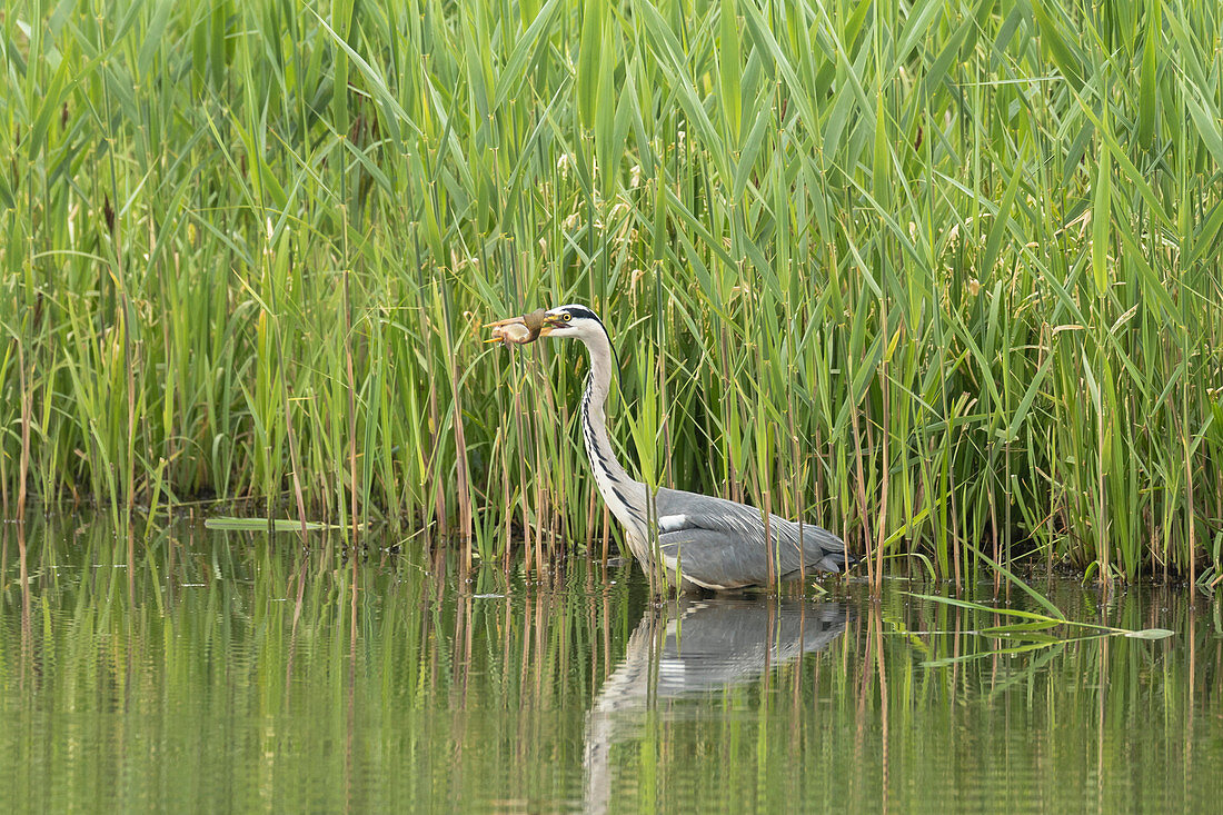 Grey Heron hunting fish, Biosphere Reserve, Cultural Landscape, Waterside, River, Spreewald, Brandenburg, Germany