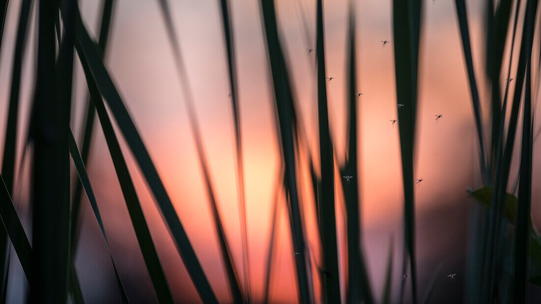 Reeds in the backlight at sunset, mosquitoes, sunrays, Brandenburg, Germany