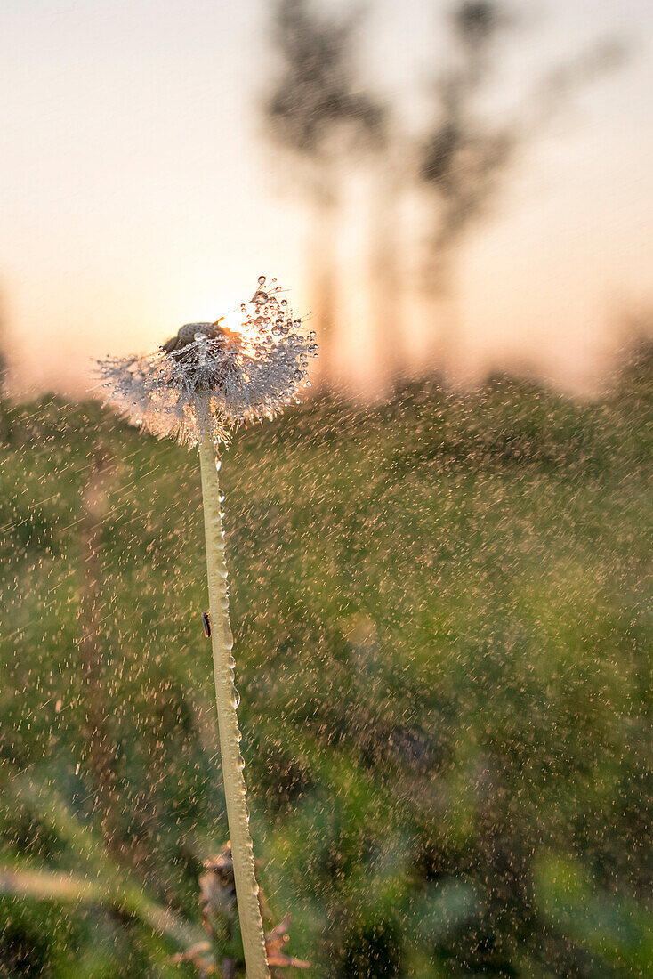 Dandelion in a field at sunset, Puff clock, Brandenburg, Germany