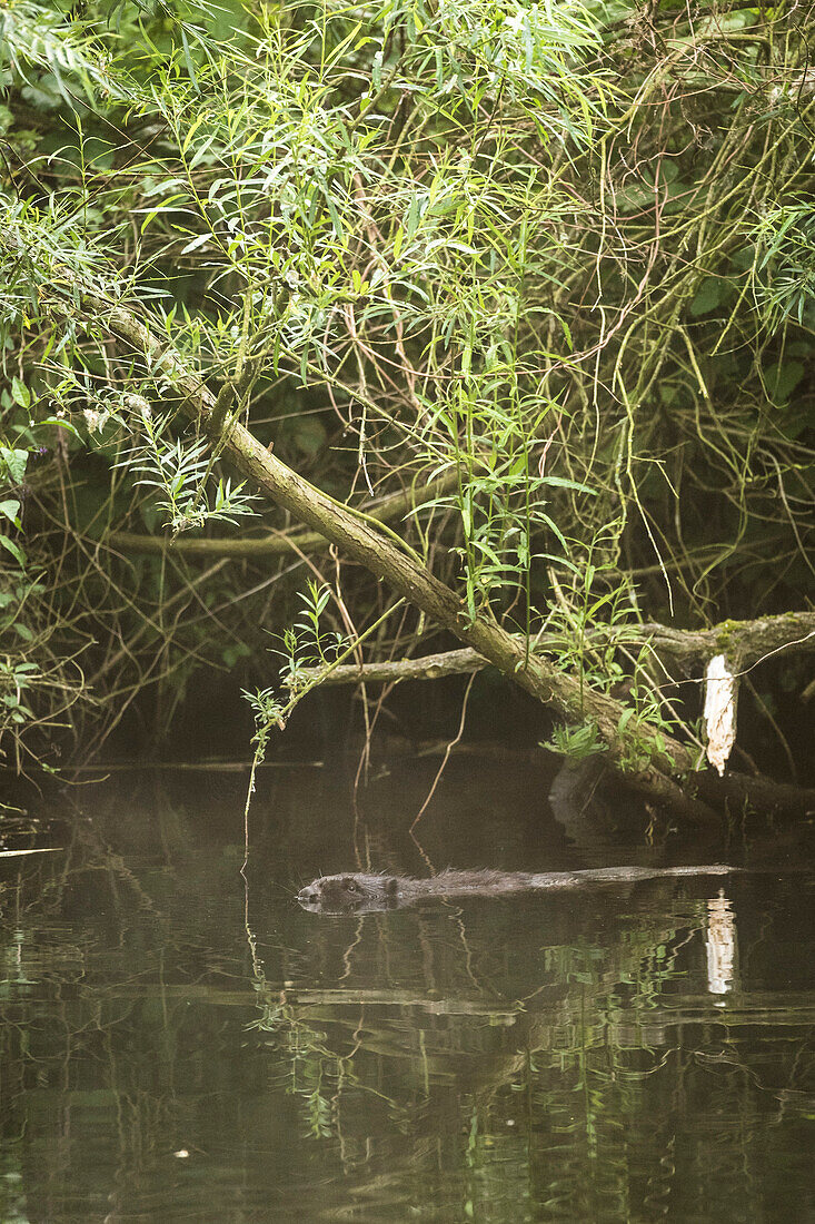 Biberratte im Uferbereich, Biosphärenreservat, Kulturlandschaft, Spreewald, Brandenburg, Deutschland